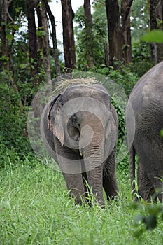 Elephant cleaning him self with some grass in Thailand