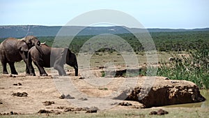 Elephant cleaning his ear and he other drinks from the waterpool