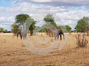 Elephant close-u on Tarangiri safari - Ngorongoro