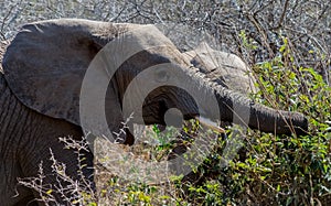 Elephant close-up