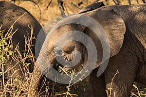 Elephant close-up