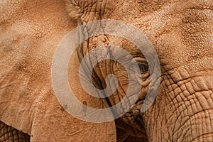 Elephant close up photo
