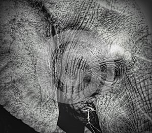 Elephant close up