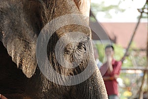 Elephant close up