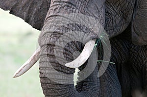 Elephant close-up