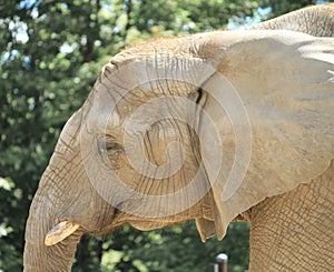 Elephant Close up