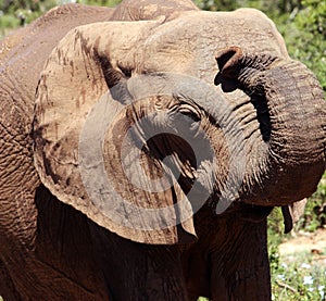 Elephant close up