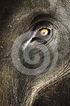 Elephant close up with beautiful orange eye