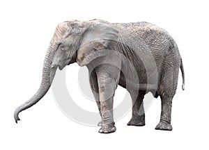 Elephant close up. Big grey walking elephant isolated on white background. Standing elephant full length close up.