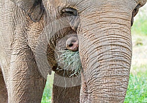 Elephant photo