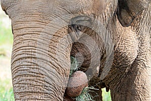 Elephant photo