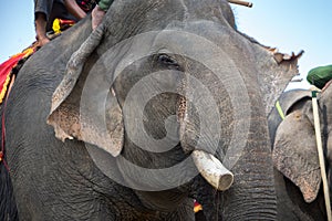 Elephant Close up Ivory and head. Asia elephant