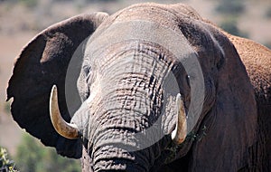 Elephant close-up
