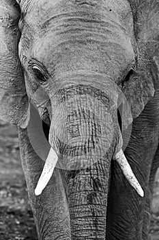 Elephant close up portrait in black and white in Botswana, Africa