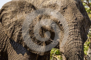 Elephant close up portrait muddy waterhole in Botswana, Africa