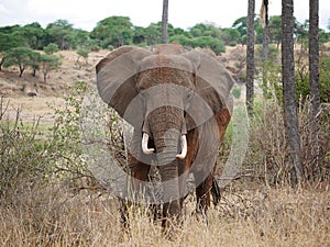 Elephant close-up on safari in Tarangiri-Ngorongoro