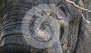 Elephant close up showing eye and ear