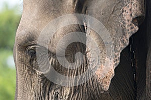 Elephant close-up with tear