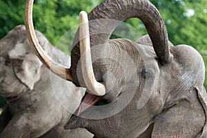 Elephant closeup