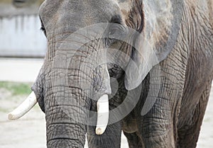 Elephant closeup