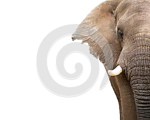 Elephant Closeup Cropped With Copy Space