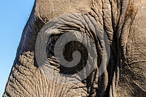 Elephant closeup eye, tusk proboscis. Addo elephants park, South Africa wildlife photoghraphy