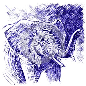 Elephant closeup. Hand drawn sketch with ballpoint pen on paper texture. Isolated on white. Bitmap