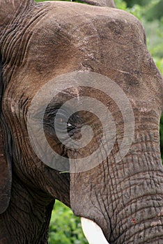 Elephant Closeup in Mapungubwe, Limpopo, SouthAfrica, Wildlife