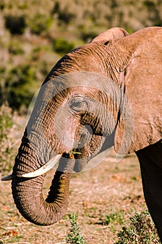 Elephant closeup, tusk proboscis. Addo elephants park, South Africa wildlife photoghraphy