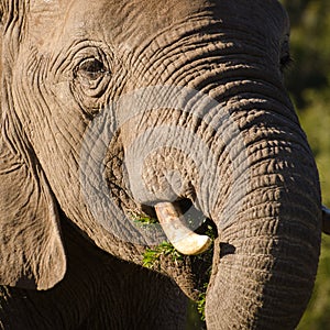 Elephant closeup, tusk proboscis. Addo elephants park, South Africa wildlife photoghraphy