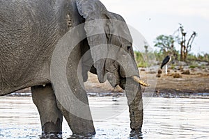 Elephant closeup at a waterhole in Botswana, Africa