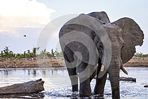 Elephant closeup at a waterhole in Botswana, Africa