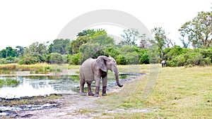 Elephant coming out of water in bush of Okavango Delta, Botswana, Africa.