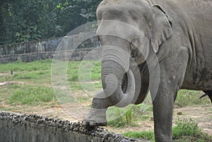 Elephant in contact with visitors in a zoo