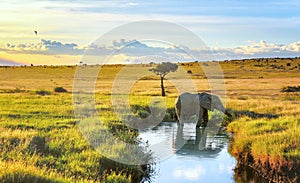 Elephant cooling down in the water in Masai Mara resort, Kenya