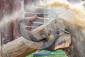 Elephant cooling off in extreem heat