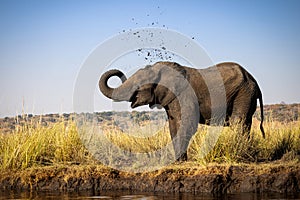 Elephant Cooling Off With Mud