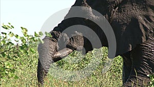 Elephant is cooling skin with mud