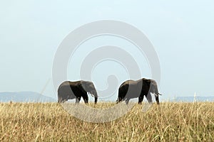 Elephant Couple