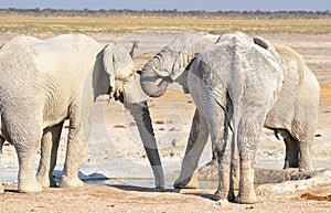 Elephant covered in white mud