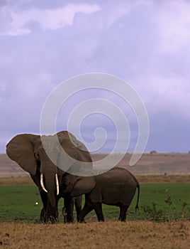 Elephant cow and calf