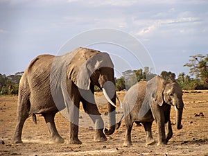 Elephant cow and calf in Amboseli