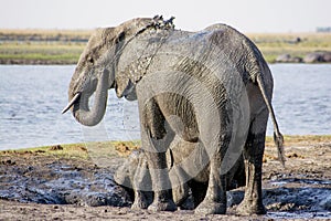 Elephant Cow and Calf enjoying a Mud Bath