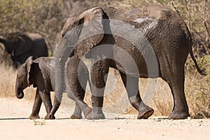 Elephant cow and calf wet walking over a dry road protecting