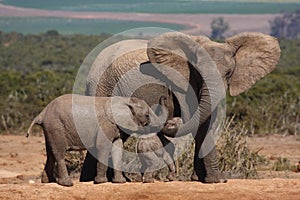 Elephant cow and calves.