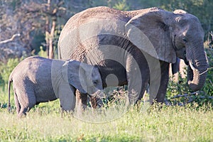 Elephant cow and small calf feeding on long grass