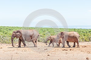 Elephant cow with two calves