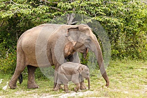 Elephant cow walking with baby elephant in Yala National Park