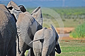 Elephant cowherd heading to the waterhole on a hot day