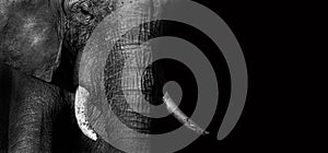 Elephant (creative edit)